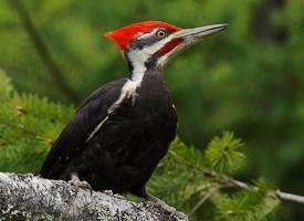 PileatedWoodpecker-Vyn-100525-0333